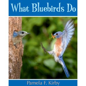 what bluebirds do